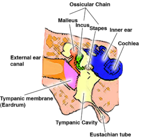 middle ear testing 