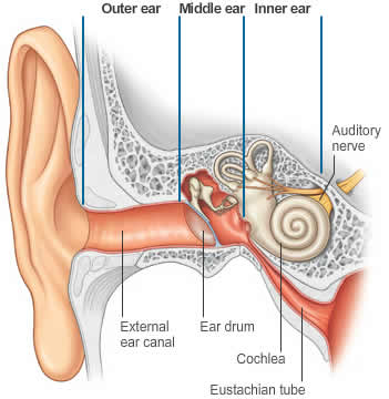 decreased blood flow to the cochlea causes hearing loss.